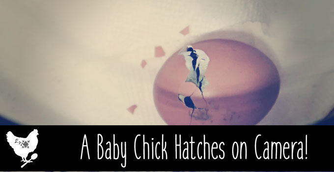 A Baby Chick Hatched on Camera!