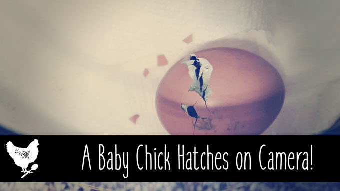I was able catch one of my chicks hatching on camera. Check it out! | Cosmopolitan Cornbread