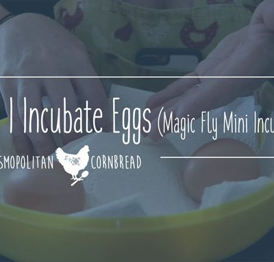 Incubating Eggs - how I make adjustments for using my Magic Fly mini incubator. | Cosmopolitan Cornbread