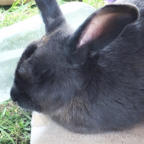 How to Keep Your Rabbits Cool in the Summer Heat Cosmopolitan Cornbread
