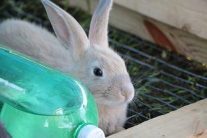 Our American Blue Rabbits | Cosmopolitan Cornbread