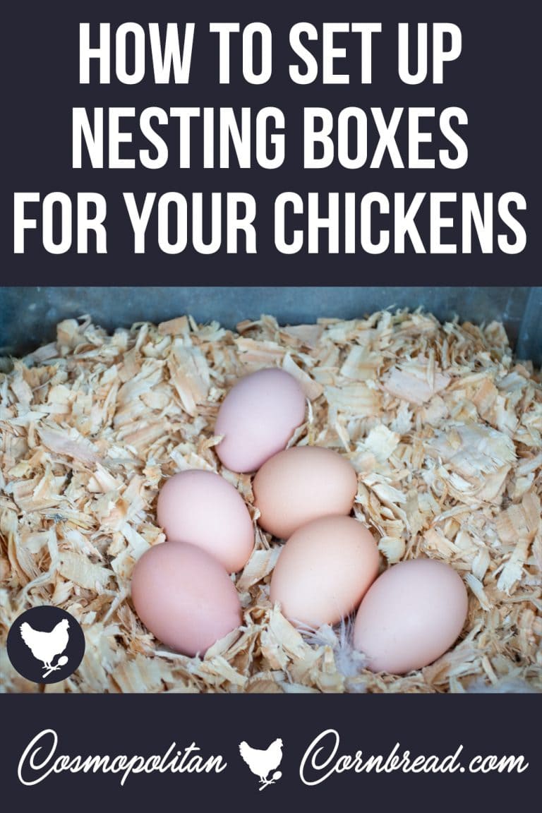 How to Set Up Nesting Boxes for Your Chickens Cosmopolitan Cornbread