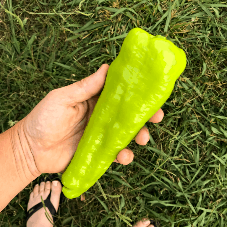 Chorizo Stuffed Cubanelle Peppers Cosmopolitan Cornbread