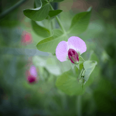 My parents celebrated their 50th wedding anniversary. Mr. Smith and I headed into the woods and then a fall garden tour.