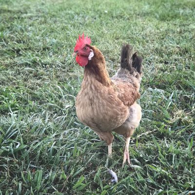 Today I shared all of the goodies I brought home from shopping the vendor tables at the Homesteaders of America Conference. And then...the trouble with free roaming chickens.