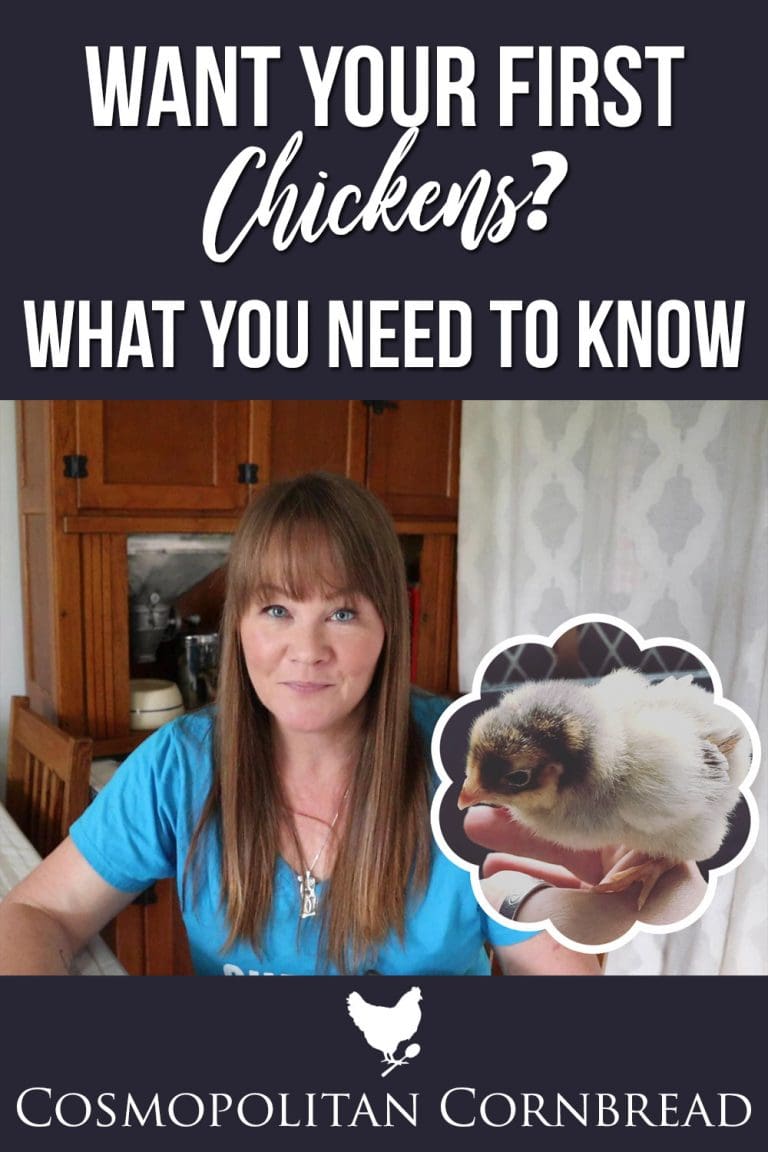 Want your First Chickens? Here's What You Need to Know
