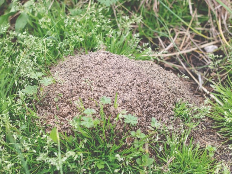 How to Kill Fire Ants Naturally Cosmopolitan Cornbread