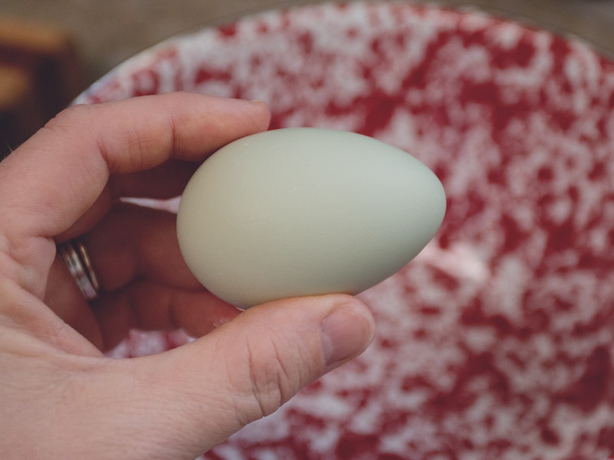 farm fresh egg